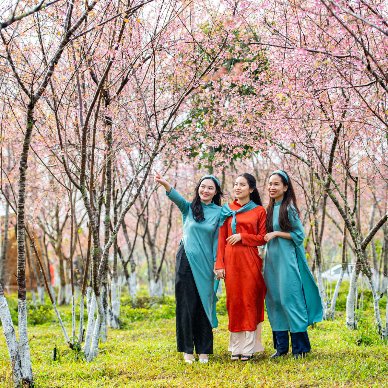 Tour bản tình ca  Măng Đen mùa hoa mai anh đào 2N1Đ